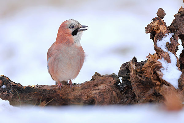 Smiling eurasian jay sitting with open beak on the stub covered by snow