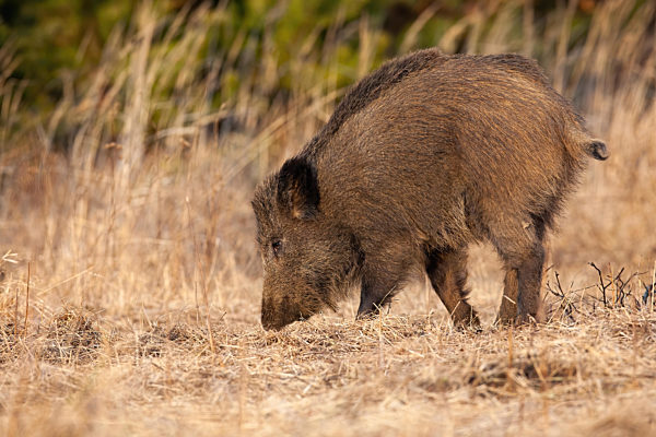 Wild boar digging with snout on dry meadow in autumn nature.