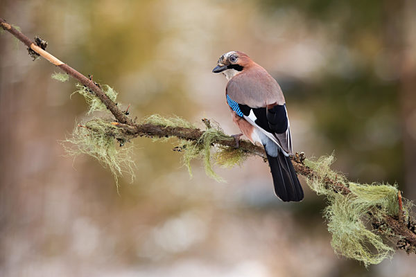 Eurasian jay sitting on branch in autumn nature.