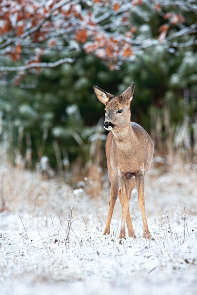 Young roe deer doe standing on field in winter nature