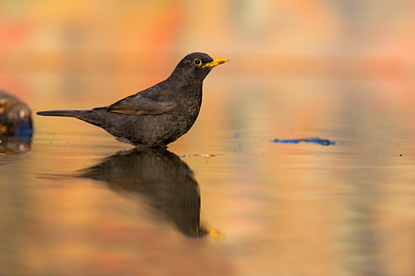 Song thrush female sitting in water with reflection in fall