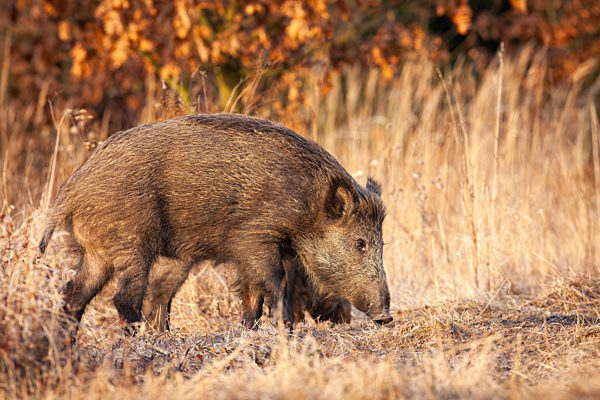 Wild boar sniffing on dry field in autumn nature.