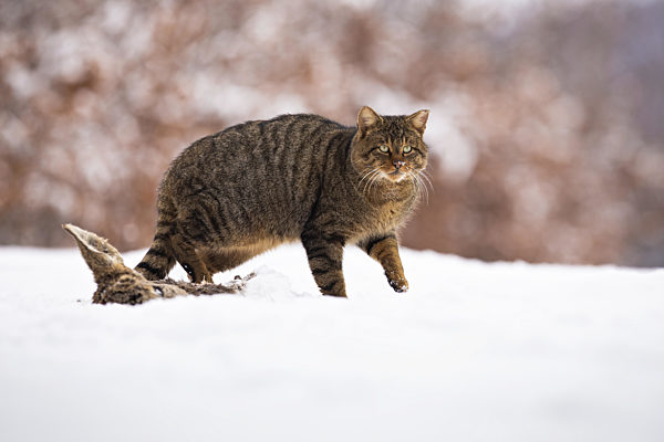 European wildcat walking on snow in winter nature.