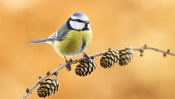 Eurasian blue tit looking on twig in autumn nature