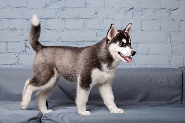 Theme pet puppy dog home. Funny active baby husky female black and white, three months old, is playing on a gray sofa in the living room. Siberian husky gets pleasure on the couch in the apartment