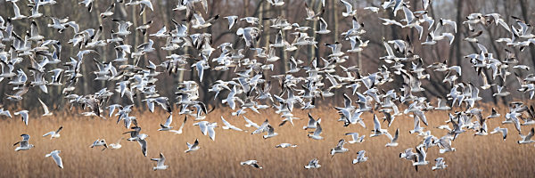 Black-headed gulls flying over the dry field in winter