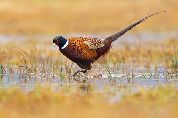 Common pheasant wading on marsh in autumn nature.