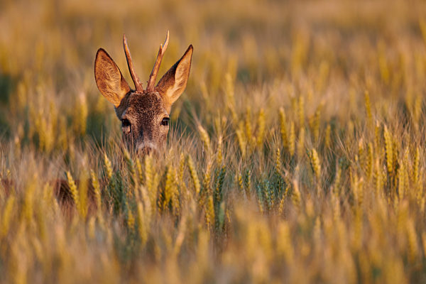 Reh Portrait  Neusiedler See