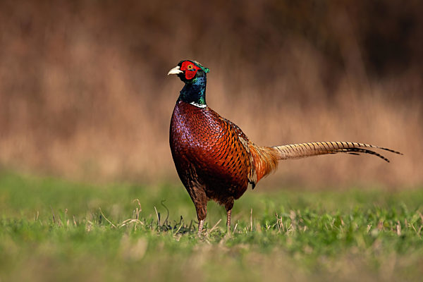 Proud common pheasant male standing on meadow in autumn.