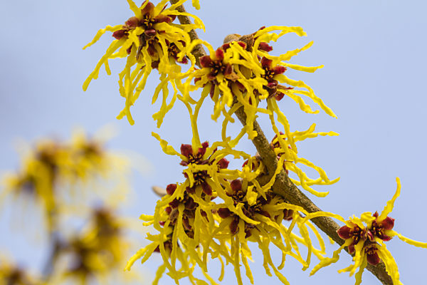 Blossom of a wild witch hazel