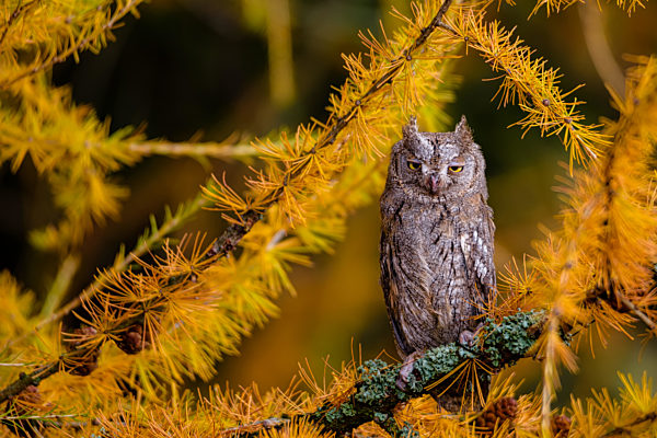 The Eurasian scops owl ,Otus scops, European scops owl in larch