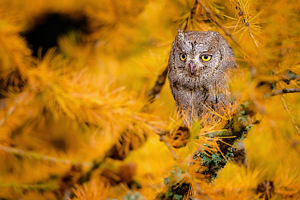 The Eurasian scops owl ,Otus scops, European scops owl in larch