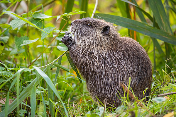 Nutria (Myocastor coypus) frisst Blätter einer Pflanze