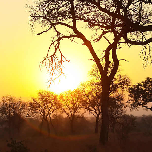 Silhouetted trees at sunset in South African bush