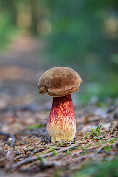 Dotted Stem Bolete