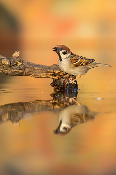 Eurasian tree sparrow sitting on branch in pond in autumn.