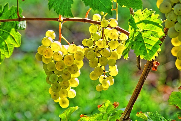 Weintrauben