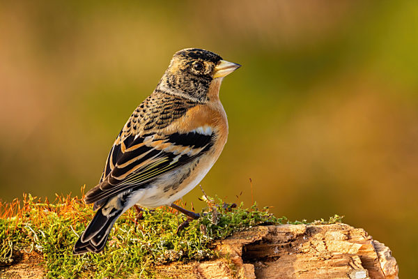 Male brambling sitting on a branch covered with green moss in autumn nature