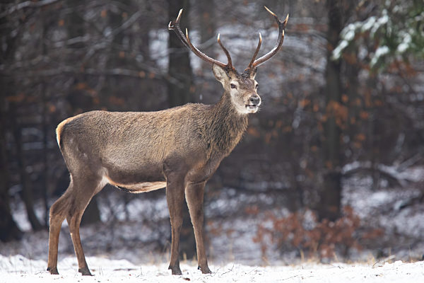 Red deer standing in white forest in winter nature.