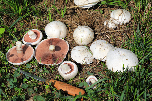 Wiesenchampignon, Field mushroom, Agaricus campestris, Pilz des Jahres 2018