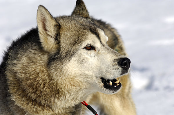 Heulender Grönlandhund