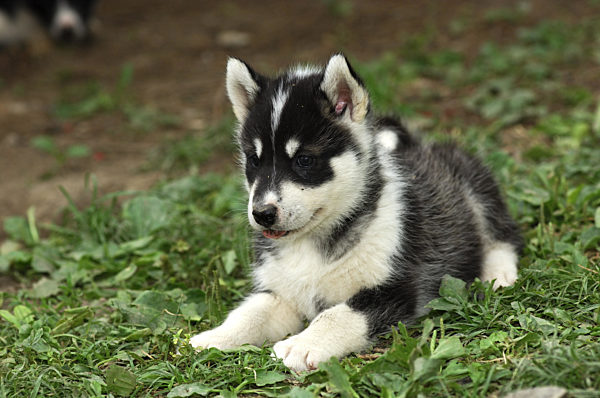 Grönlandhundwelpe