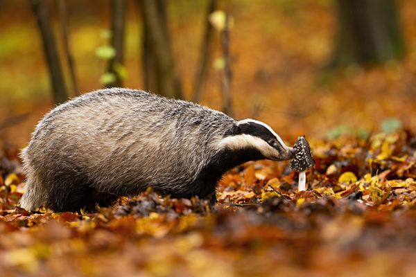 Adorable european badger sniffing forest fungus with its nose in autumn