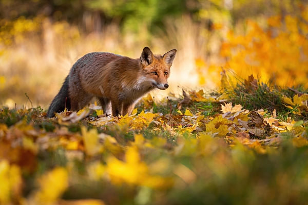 Red fox hunting in colorful autumn nature in sunlight
