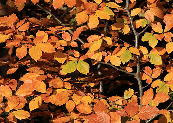 Golden beech leaves.