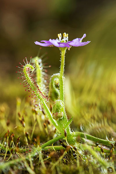 Drossera Indica flower, Flycatcher is an insectivorous plant, Kas Pathar, Satara, Maharashtra, India.