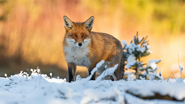 Red fox looking to the camera on snow in winter nature