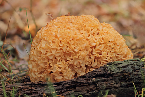 Krause Glucke (Sparassis crispa)