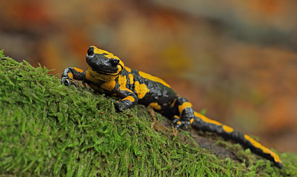 Feuersalamander (Salamandra salamandra)