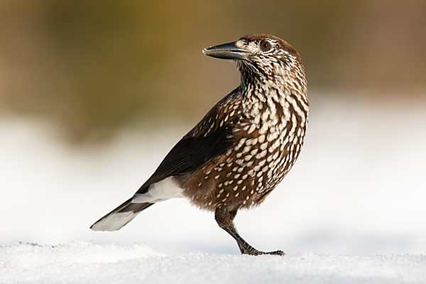 Spotted nutcracker standing on snow in winter nature