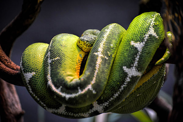 Emerald Tree Boa (Corallus caninus)