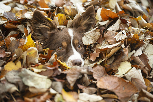 Dog hidden between autumn leafs with only its head visible