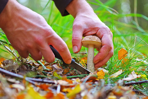 Birkenpilz sammelm und mit Messer schneiden - mushrooming birch bolete and cutting with knife