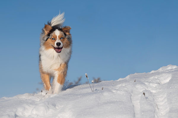 Hund, Australian Shepherd springt, tobt im Schnee