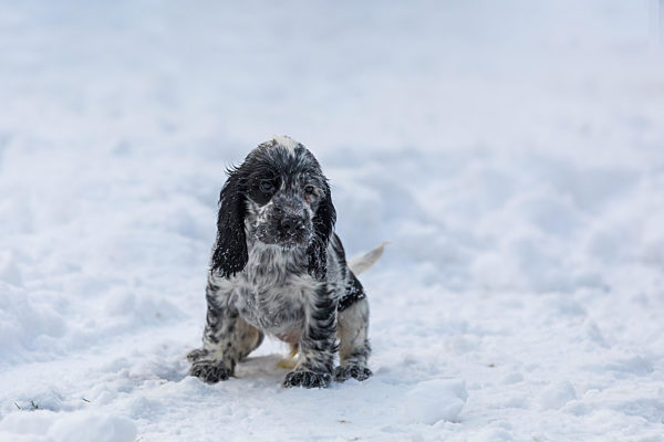 cute baby of dog English Cocker Spaniel puppy