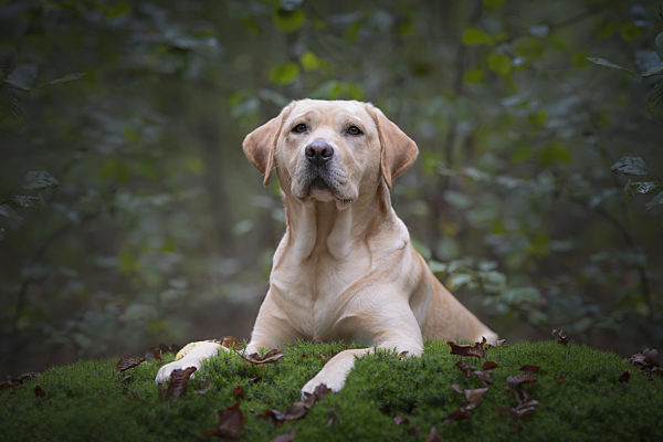 Pretty yellow labrador retriever lying down looking away in a green forest with trees in the background
