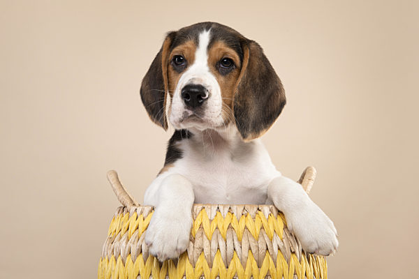 Cute beagle puppy in a basket looking at the camera on a cream colored background