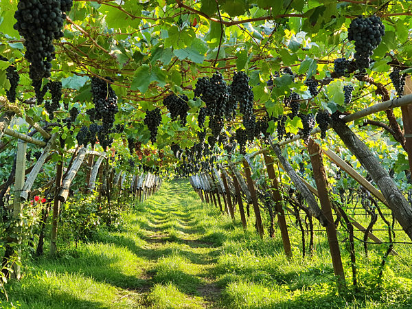 pergola style wine cultivation in South Tyrol