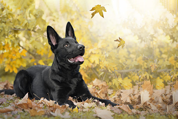 Hund, Deutscher Schäferhund, schwarz liegt in Herbslaub