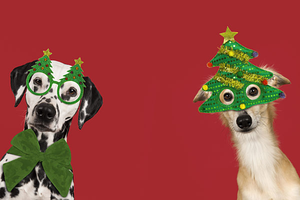 Portrait of a cute silken windsprite and dalmatian dog wearing christmas decoration on a red background with space for copy