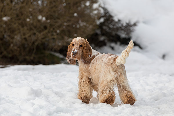 english cocker spaniel dog in snow winter