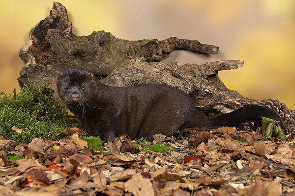 Brown european mink in a autumn forest setting seen from the side