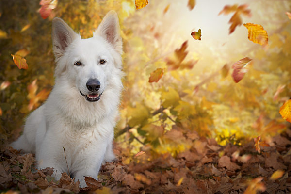 Weisser Schweizer Schäferhund im Herbst