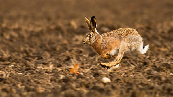 Brown hare sprinting on field in autumn sunlight.