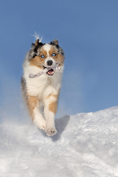 Hund, Australian Shepherd springt, tobt im Schnee