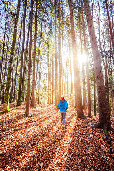 Hiking in the forest, autumn time. Girl is walking in autumnal forest, colorful leaves and sunbeam